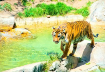 The greatest zoos in Los Angeles