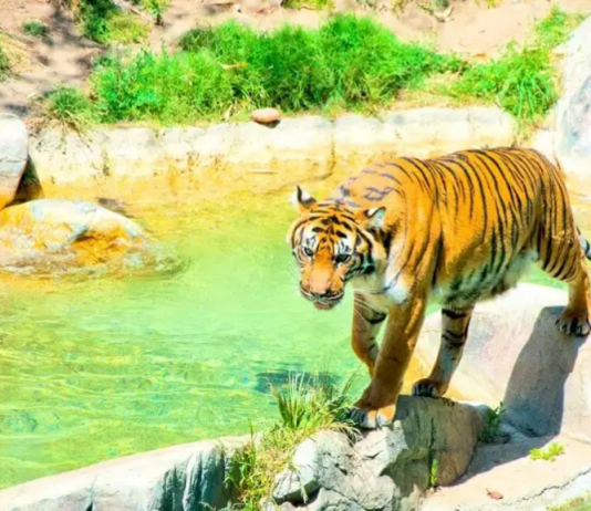 Підбірка кращих зоопарків Лос-Анджелеса