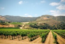 “From Cows to Concrete” or the forgotten history of farming in Los Angeles