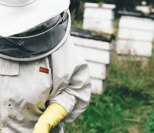 Історія бджільництва в Лос-Анджелесі: бджолине ранчо та навчальні курси