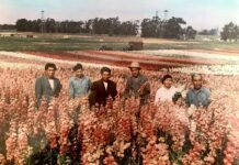 The Story of the Lost Farm. How did the Japanese-American community turn Southern California into an agricultural center?