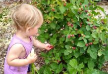 Features of growing berries in Southern California