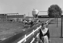 Los Angeles’ First Dairy Farms