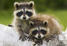 California raccoons: What should you know about these fascinating creatures?