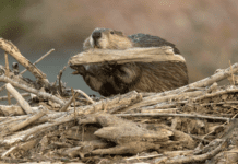 A unique ally in battling California’s wildfires. Beavers lend a hand