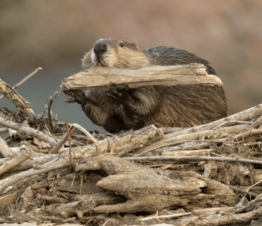 A unique ally in battling California’s wildfires. Beavers lend a hand