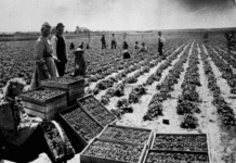 California’s remarkable harvest in 1992