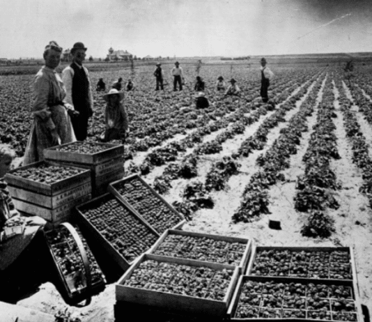 California’s remarkable harvest in 1992