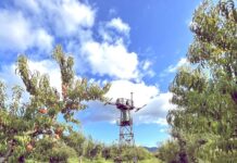 Bloom Ranch Near Los Angeles: A Legacy of Organic Farming and Wellness