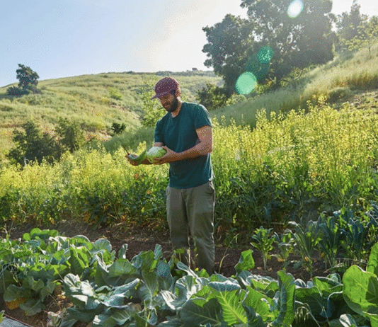 Avenue 33 Farm: The Story of an Urban Farm