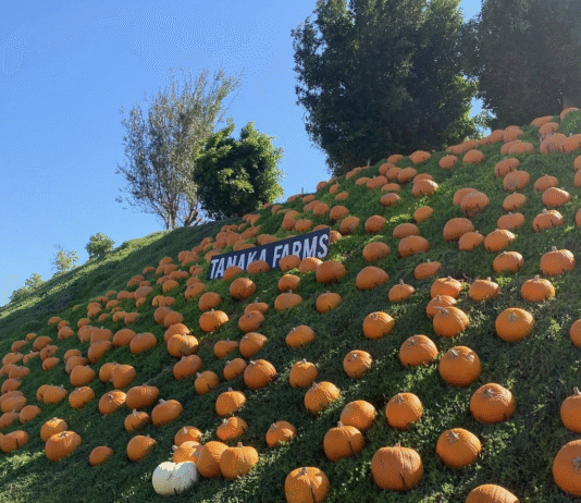 Tanaka Farms: The History and Modern Evolution of a California Icon