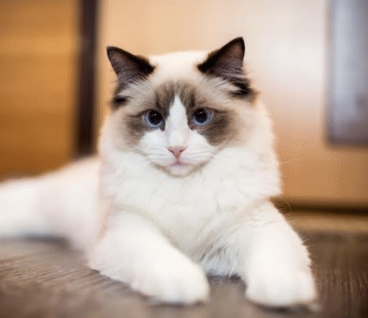 The Ragdoll: Exploring the Personality of One of the World’s Most Famous Cat Breeds