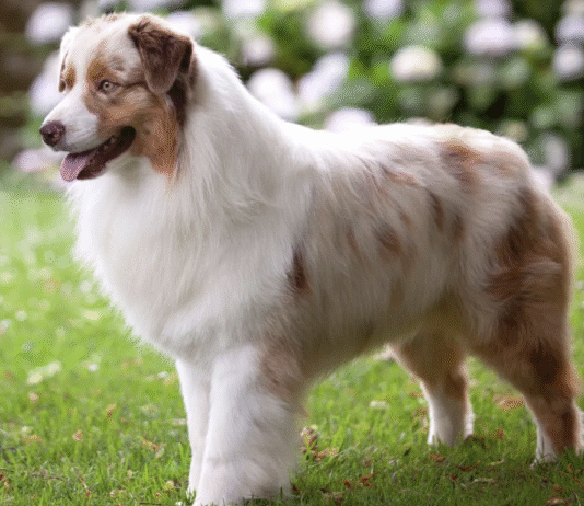 The Australian Shepherd: The Origin Story of One of America’s Most Popular Dogs