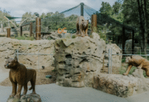 Orange County Zoo – уникальный зоопарк дикой природы