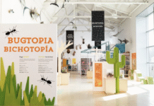 The Insect Zoo: A Unique Living Museum at the National Museum of Natural History